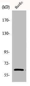 Western Blot analysis of HuvEc cells using Chk2 Polyclonal Antibody