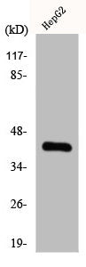 Western Blot analysis of A549 cells using ChoKB Polyclonal Antibody