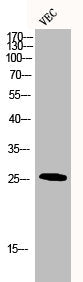 Western Blot analysis of VEC cells using CHOP Polyclonal Antibody