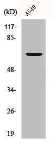 Western Blot analysis of A549 cells using Chr-A Polyclonal Antibody