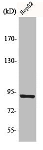 Western Blot analysis of K562 cells using CHSY1 Polyclonal Antibody