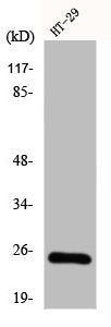 Western Blot analysis of HT-29 cells using CIDE-B Polyclonal Antibody