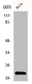 Western Blot analysis of HeLa cells using Claudin-1 Polyclonal Antibody