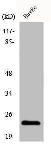 Western Blot analysis of HuvEc cells using Claudin-3 Polyclonal Antibody