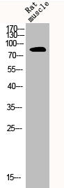 Western Blot analysis of RAT-MUSLE cells using CLC-4 Polyclonal Antibody