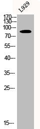 Western Blot analysis of L929 cells using CLC-6 Polyclonal Antibody