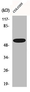 Western Blot analysis of HepG2 cells using CLCC1 Polyclonal Antibody