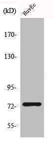 Western Blot analysis of HuvEc cells using CLC-KA Polyclonal Antibody