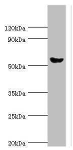 Western blot All lanes: Pancreatic alpha-amylase antibody at 6ug/ml + Mouse liver tissue Secondary Goat polyclonal to rabbit IgG at 1/10000 dilution Predicted band size: 58, 31 kDa Observed band size: 58 kDa