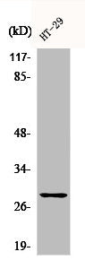 Western Blot analysis of HT29 cells using CLIC4 Polyclonal Antibody