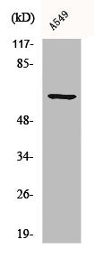 Western Blot analysis of A549 cells using CLIP3 Polyclonal Antibody