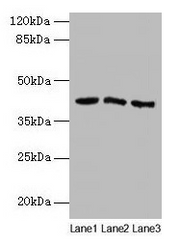Western blot All lanes: ANGPTL7 antibody at 2µg/ml Lane 1: MCF-7 whole cell lysate Lane 2: Colo320 whole cell lysate Lane 3: HepG2 whole cell lysate Secondary Goat polyclonal to rabbit IgG at 1/10000 dilution Predicted band size: 41 kDa Observed b...