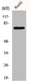Western Blot analysis of Jurkat cells using CLIP4 Polyclonal Antibody
