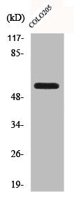 Western Blot analysis of A549 cells using CLK2 Polyclonal Antibody