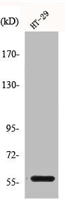 Western Blot analysis of HT29 cells using CLK4 Polyclonal Antibody