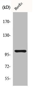 Western Blot analysis of HuvEc cells using Clock Polyclonal Antibody