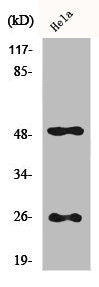 Western Blot analysis of Hela cells using Clusterin Polyclonal Antibody