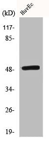 Western Blot analysis of COLO205 cells using c-Maf Polyclonal Antibody