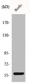 Western Blot analysis of HuvEc cells using c-Myc Polyclonal Antibody
