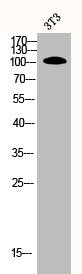 Western Blot analysis of 3T3 cells using CNG-1β Polyclonal Antibody