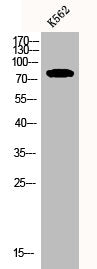 Western Blot analysis of K562 cells using CNG-2 Polyclonal Antibody