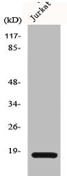 Western Blot analysis of HeLa cells using Cofilin Polyclonal Antibody