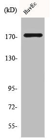 Western Blot analysis of HuvEc cells using COL11A2 Polyclonal Antibody