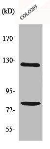Western Blot analysis of COLO205 cells using COL1A2 Polyclonal Antibody