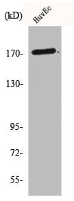 Western Blot analysis of K562 cells using COL5A3 Polyclonal Antibody
