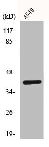 Western Blot analysis of A549 cells using Connexin 43 Polyclonal Antibody