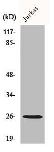 Western Blot analysis of Jurkat cells using Connexin-26 Polyclonal Antibody