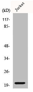 Western Blot analysis of COS7 cells using COP ζ1 Polyclonal Antibody