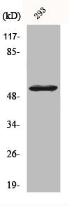 Western Blot analysis of 293 cells using COT Polyclonal Antibody