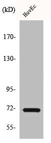 Western Blot analysis of HuvEc cells using Cox-1 Polyclonal Antibody