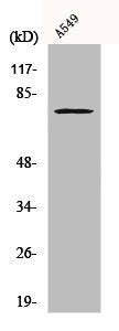 Western Blot analysis of A549 cells using Cox-2 Polyclonal Antibody