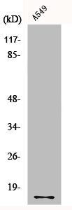 Western Blot analysis of A549 cells using COX4 Polyclonal Antibody