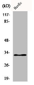 Western Blot analysis of HuvEc cells using COX6c Polyclonal Antibody