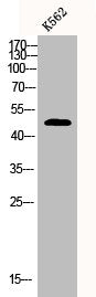 Western Blot analysis of K562 cells using CPA1 Polyclonal Antibody