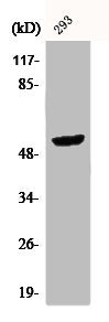 Western Blot analysis of 293 cells using CPA5 Polyclonal Antibody