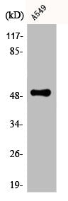 Western Blot analysis of A549 cells using CPM Polyclonal Antibody