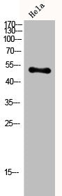 Western Blot analysis of Hela cells using CPN cat Polyclonal Antibody