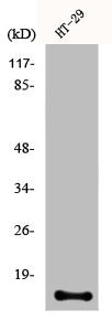 Western Blot analysis of HT29 cells using CRABP-II Polyclonal Antibody