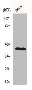 Western Blot analysis of HeLa cells using CREB-1 Polyclonal Antibody