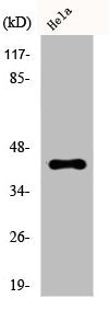 Western Blot analysis of HeLa cells using CREB-1 Polyclonal Antibody