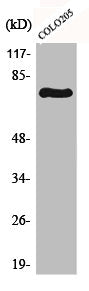 Western Blot analysis of COLO205 cells using c-Rel Polyclonal Antibody