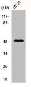 Western Blot analysis of LOVO cells using CRF-RI Polyclonal Antibody