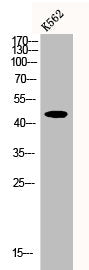 Western Blot analysis of K562 cells using CRF-RII Polyclonal Antibody