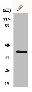 Western Blot analysis of COS7 cells using Crk II Polyclonal Antibody