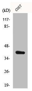 Western Blot analysis of COS7 cells using Crk-L Polyclonal Antibody