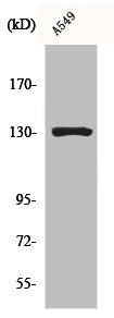 Western Blot analysis of A549 cells using CRSP130 Polyclonal Antibody